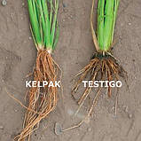 Келпак органічний стимулятор росту рослин 500 мл, фото 2