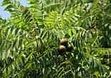 Саджанці Чорний горіх "Маньчжурський", фото 2