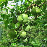 Саджанці горіха "Чекалкін" (Ксантоцерас) горіх із цілющими властивостями  , фото 2