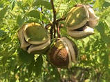 Саджанці горіха "Чекалкін" (Ксантоцерас) горіх із цілющими властивостями  , фото 3