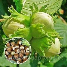 Саджанці горіха фундук сорт "Дар Пав'янко" 2-річний вегетативний