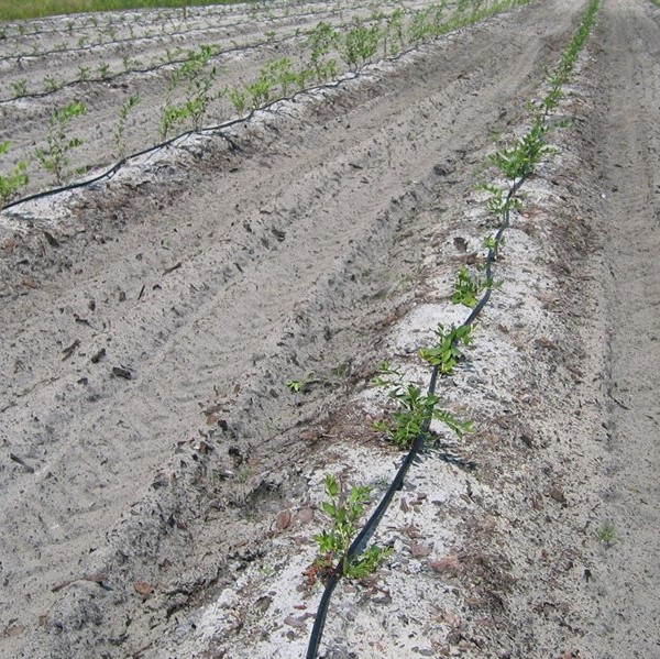 Як професійно посадити лохину