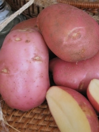 Картопля Ред Леді 1репродукція