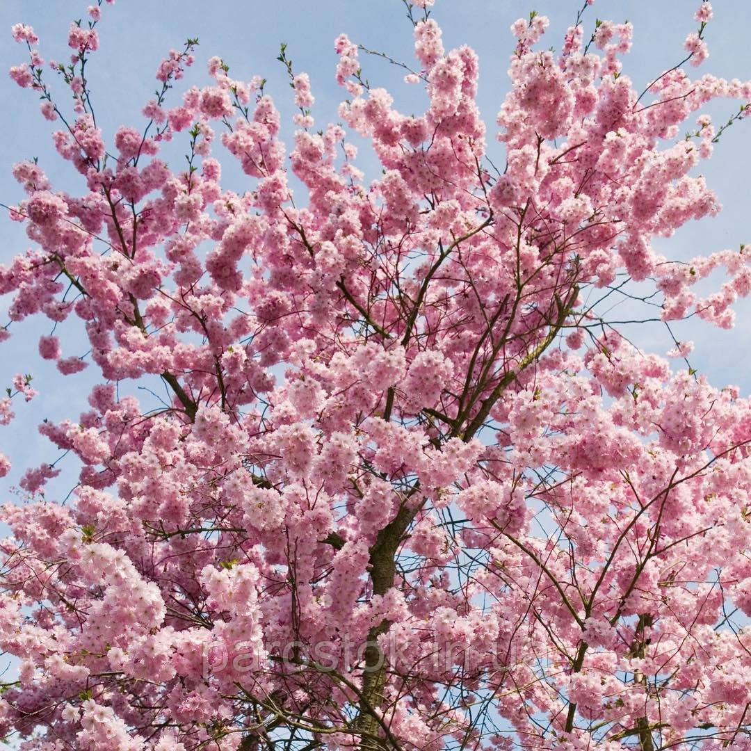 Сакура Канзан. Підщепа колт. (вв), фото 1