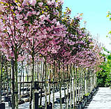 Сакура Канзан. Підщепа колт. (вв), фото 2