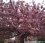 Сакура Канзан. Підщепа колт. (вв), фото 3