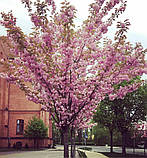 Сакура Канзан. Підщепа колт. (вв), фото 4