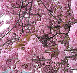 Сакура Канзан. Підщепа колт. (вв), фото 5