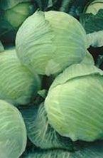 Насіння капусти білокачанної Амагер 10г. Зіп-пакет. Пізня., фото 1