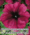Насіння Петунія великобарвне Фалкон F1 Бургунді 250 насіння Sakata , фото 2