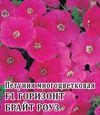 Насіння Петунія багатобарвна Горизонт Брайт F1 Роуз 250 насіння Pan American