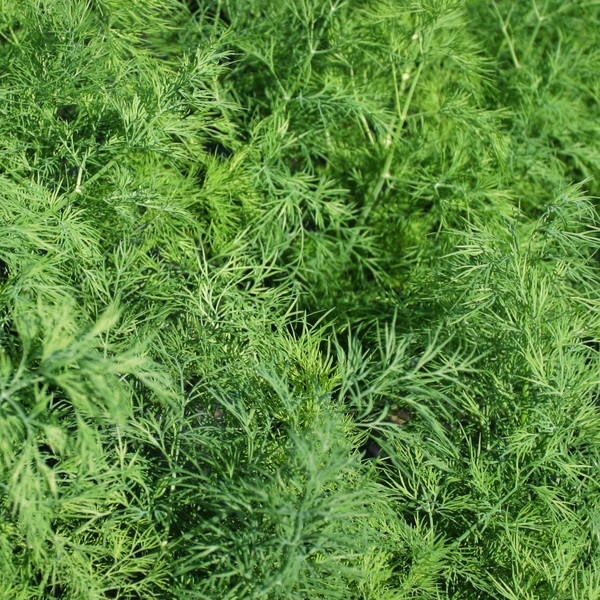 Насіння кропу Крокодил F1 (500 г) Libra Seeds