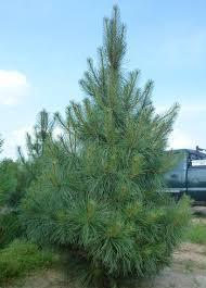 Сосна Пондероза 3 річна, Сосна жовта, Pinus ponderosa