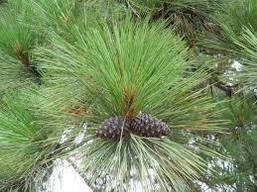 Сосна Пондероза 3 річна, Сосна жовта, Pinus ponderosa, фото 6