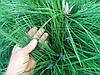 Сосна Пондероза 3 річна, Сосна жовта, Pinus ponderosa, фото 9