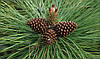Сосна Пондероза 3 річна, Сосна жовта, Pinus ponderosa, фото 10