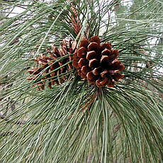 Сосна Пондероза 3 річна, Сосна жовта, Pinus ponderosa, фото 5