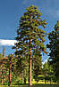 Сосна Пондероза 3 річна, Сосна жовта, Pinus ponderosa, фото 11