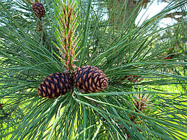 Сосна Пондероза 3 річна, Сосна жовта, Pinus ponderosa, фото 4