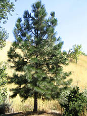 Сосна Пондероза 3 річна, Сосна жовта, Pinus ponderosa, фото 3