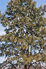 Сосна Пондероза 3 річна, Сосна жовта, Pinus ponderosa, фото 7