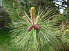 Сосна Пондероза 3 річна, Сосна жовта, Pinus ponderosa, фото 8
