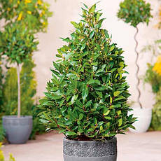 Лавр Благородній 2 річний, Лавр благородний, Laurus nobilis, фото 3