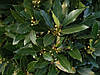Лавр Благородній 2 річний, Лавр благородний, Laurus nobilis, фото 6
