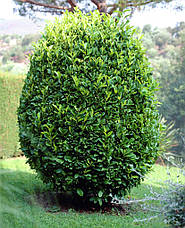 Лавр Благородній 2 річний, Лавр благородний, Laurus nobilis, фото 2