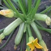 Кавілі F1 кабачок 100 нас. Basf Nunhems