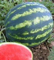 Насіння кавуна Баронеса F1 (Baronesa), 1000 сем. (Шуга Бебі тип плід овальний, 8-10 кг), Rijk Zwaan, фото 1