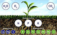 Роль мікродобрив у розвитку рослин
