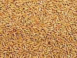 ПШЕНИЦЯ та РОЖЬ, селекція 2 в 1, зерно Тритикале органічне для пророщування 450 грамів, фото 2