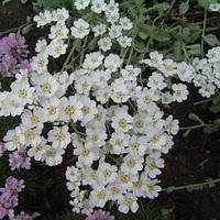 Тисяча агератолистовий, Achillea ageratifolia