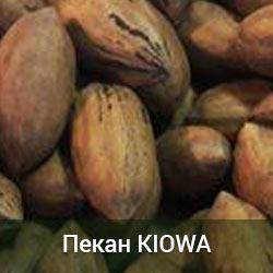 Саджанці горіха Пекан Kiowa 2-річний, фото 2
