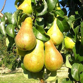 Саджанці груш "БЕРЕ"