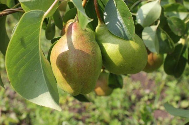 Саджанці груш "КИРГИЗЬКА" зимова