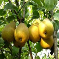 Саджанці груші "ІЛЬЇНКА"
