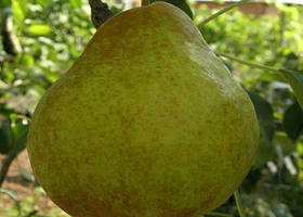 Саджанці груш "МОЛДАВСЬКА" літня