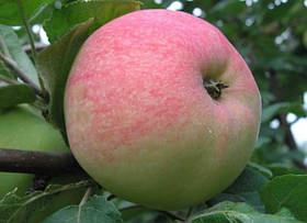 Саджанці яблунь "МЕЛЬБА"