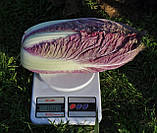 Ямада (KS 888 F1) 10 шт. насіння червоношкіряної пекінської капусти Kitano, фото 3