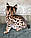Кішечка Савана Ф1 з українського вихованця Royal Cats (Дівчинка, 19/10/18), фото 3