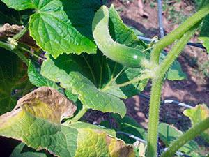 Почему листья огурцов в теплице сохнут и желтеют - причины и способы решения проблемы Почему сохнут и желтеют листья у огурцов в теплице: причины и способы решения проблемы