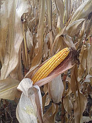 Насіння кукурудзи Максима, ФАО 580