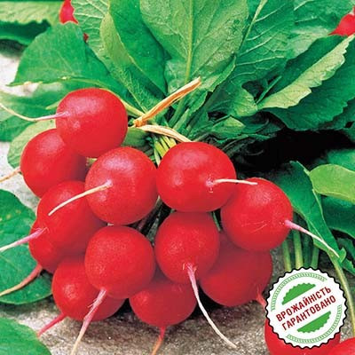 Джоллі/Jolly насіння редису 100 г — ранній сорт Clause