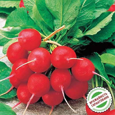 Джоллі/Jolly насіння редису 100 г — ранній сорт Clause, фото 1