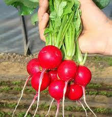 Джоллі/Jolly насіння редису 100 г — ранній сорт Clause, фото 2