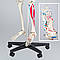 Детальний анатомічний скелет 181 см, фото 3