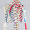 Детальний анатомічний скелет 181 см, фото 6