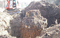  Корчування пнів.спіл дерева